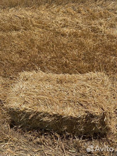 Солома ячменя