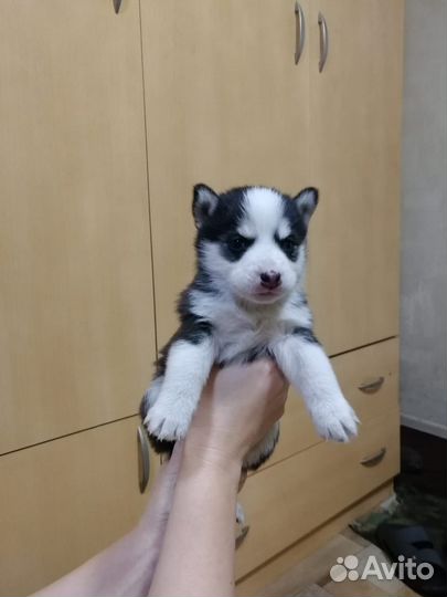 Щенки хаски