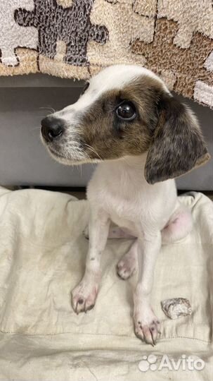 Щенок девочка 2-3 месяца, 2,7 кг