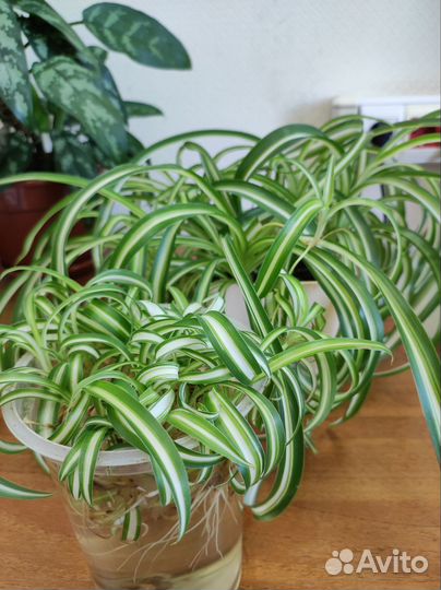 Хлорофитум кудрявый