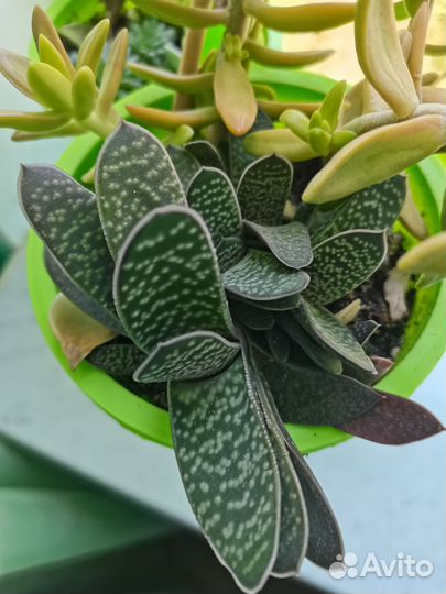 Суккуленты