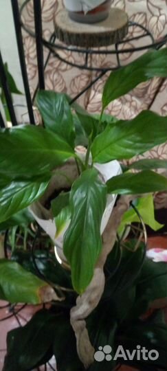 Спатифиллум