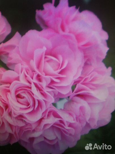 Розебудные герани (пеларгонии)