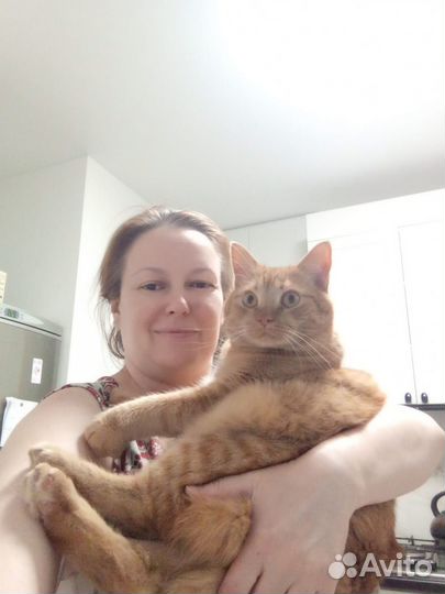 Передержка кошек