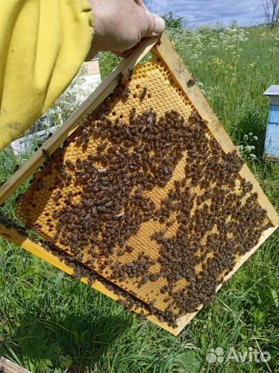 Пчелосемьи, Пчелопакеты, Пчеломатки