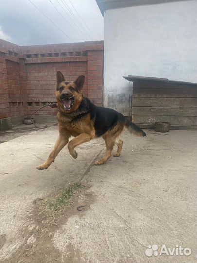 Отдам в хорошие руки