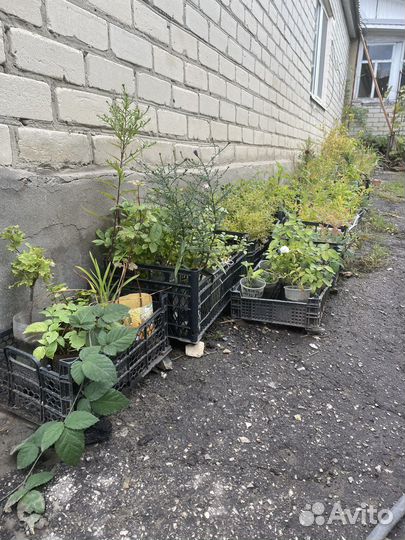 Рассада цветов