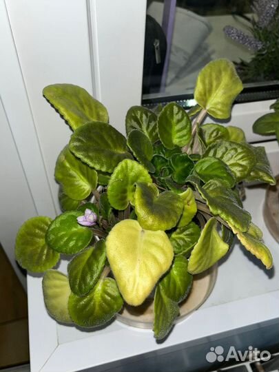 Отдам бесплатно