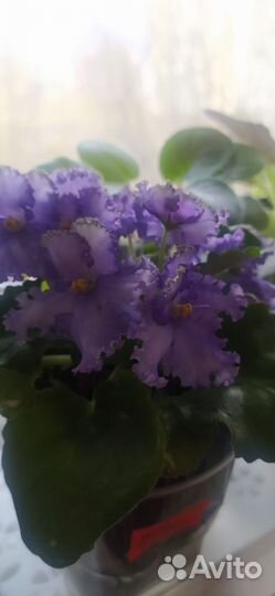 Сортовые фиалки цветущие в горшках