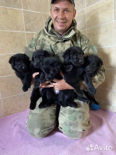 Овчарка немецкая