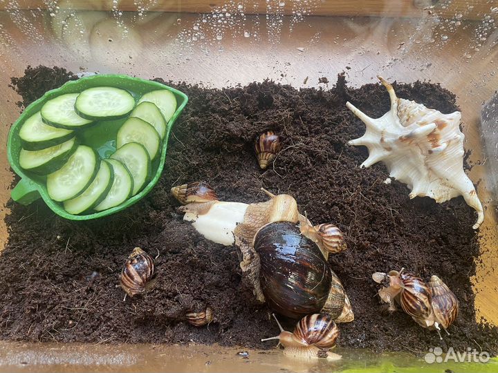 Улитки Ахатины