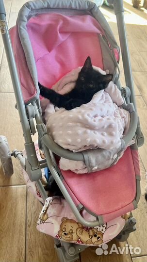 Котята в дар бесплатно