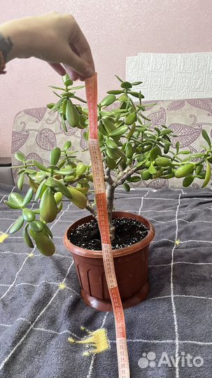 Денежное дерево цветок