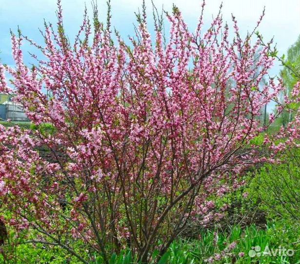 Степной миндаль