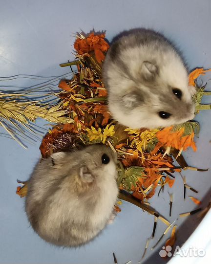 Джунгарские хомячки малыши