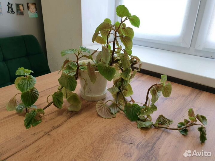 Цветы и горшки всё вместе