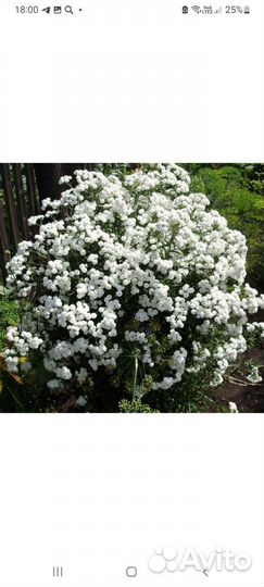 Тысячелистник птармика