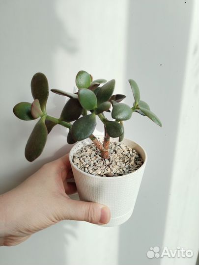 Суккуленты крассула