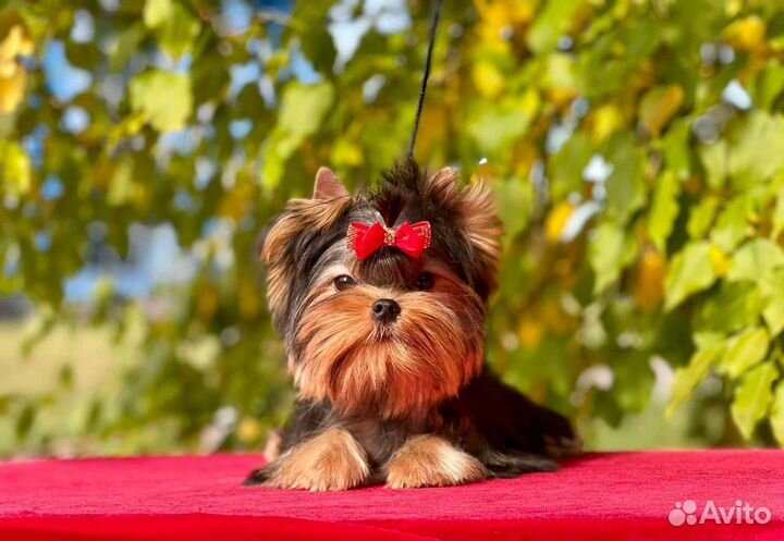 Йоркширский терьер малышка