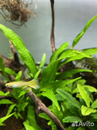 Гуппи самец