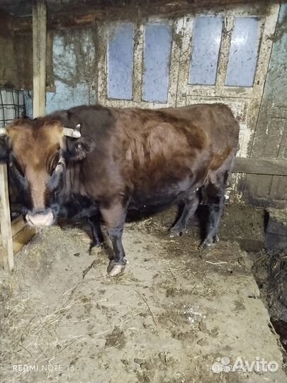 Корова на мясо