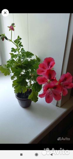 Пеларгония герань королевская