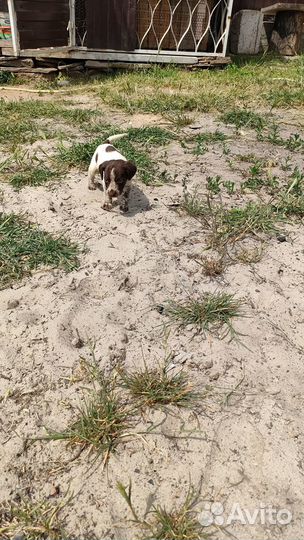 Отдают щенков