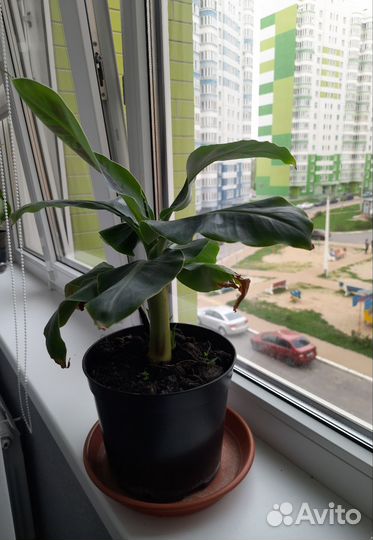 Банан Киевский карлик