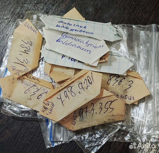 Семена кактусов