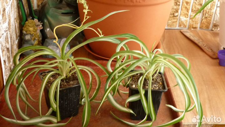 Хлорофитумы капские и бичетти редкие