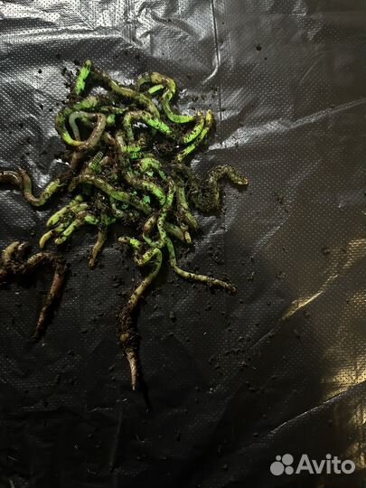 Неоновые черви дендробена