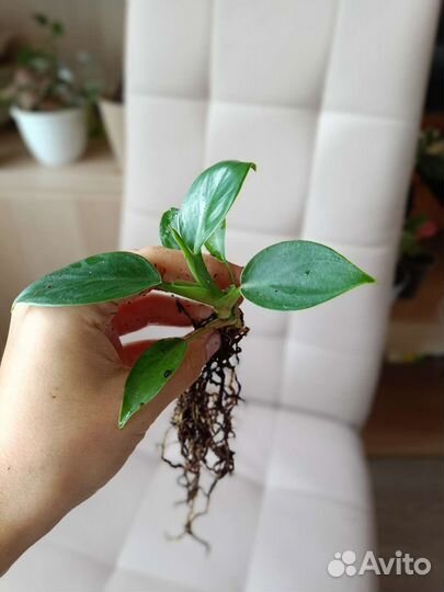 Филодендрон Грин Принцесс