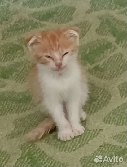 Вислоухие котята в добрые руки бесплатно