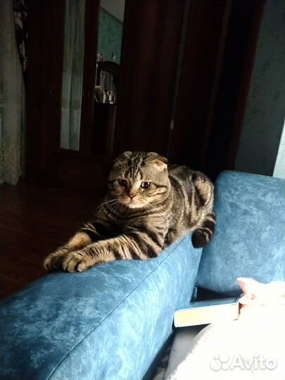 Шотландский кот для вязки