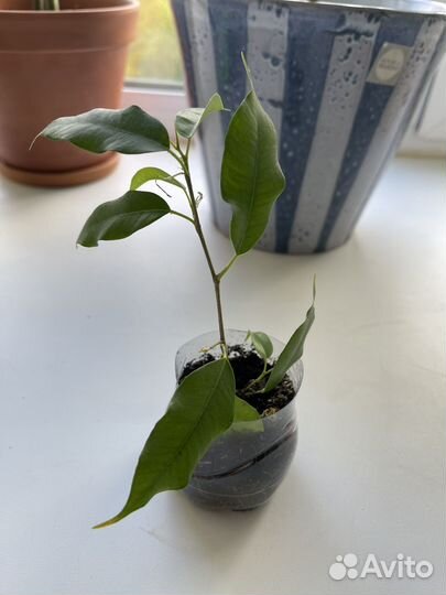 Фикус бенжамина