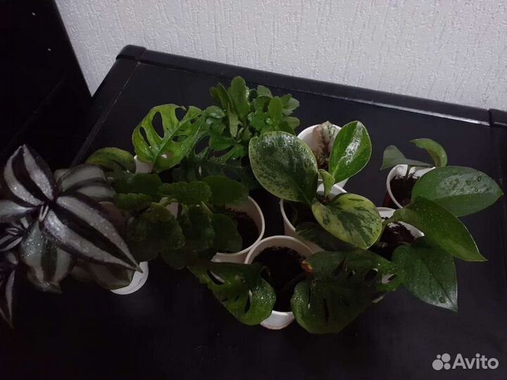 Комнатные растения цветы