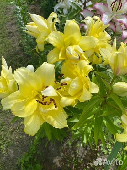 Лилии из Европы