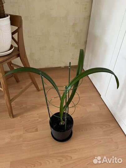 Комнатные растения. Гиппеаструм