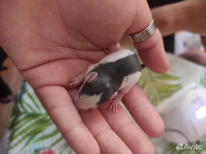 Крысята дамбо