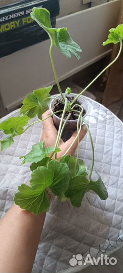 Пеларгонии сортовые Сиреневый туман