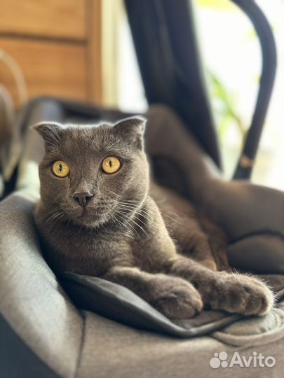 Кот вислоухий и пушистая сибирская кошка