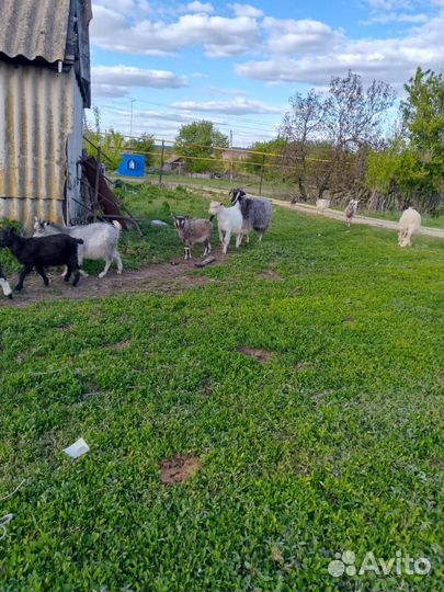 Продаются козы