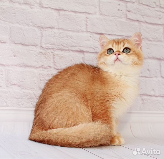 Британская золотая шиншилла