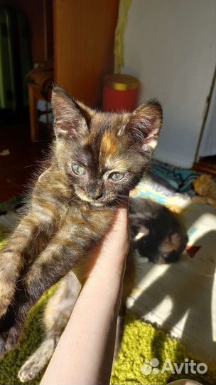 Котенок девочка с необычной расцветкой