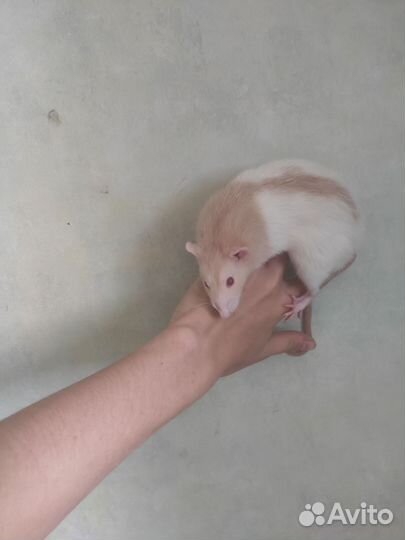 Крыса дамбо мальчики