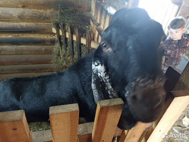 Нубийская порода козел вязка