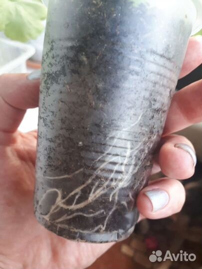 Пеларгония герань