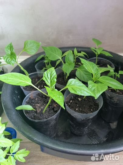 Рассада помидоров и перцев