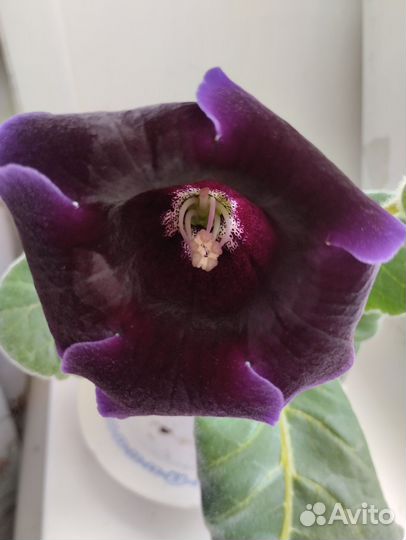 Глоксиния цветущая