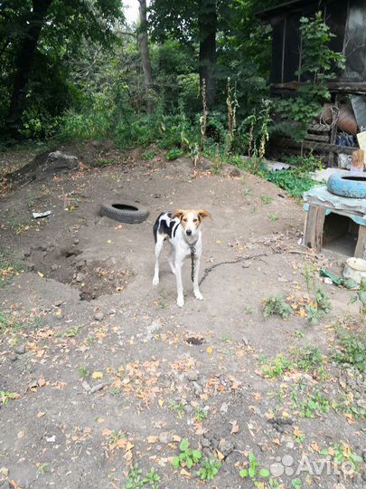 Собака помесь